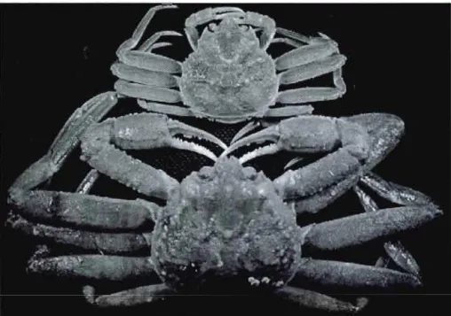 Figure 1.1  Aperçu d'un crabe mâle (crabe du  bas sur l'image) et d'un crabe  femelle  (crabe du haut)