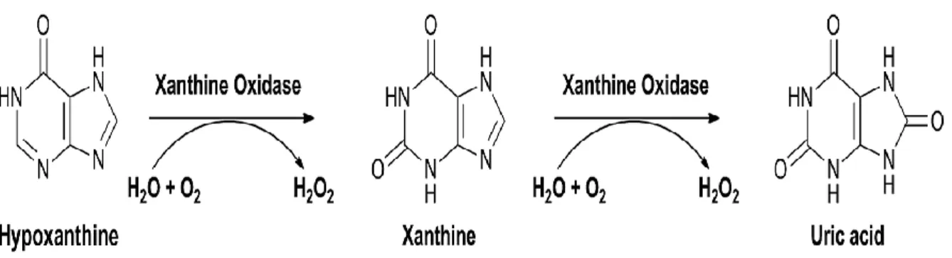 Fig. 3: Principle reaction catalyzed by xanthine oxidase (XO)  ( Rodrigues et al., 2015).