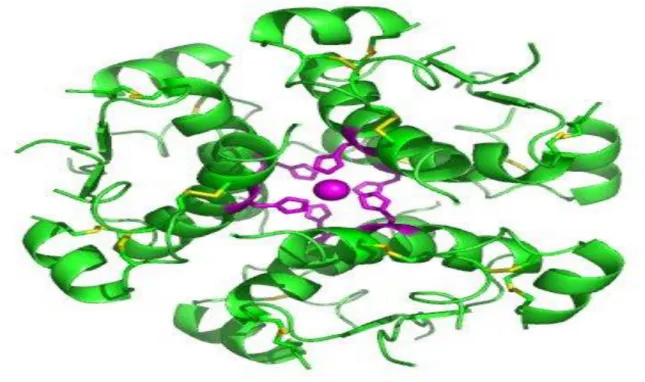 Fig.  9 :  High-resolution  model  of  six  insulin  molecules  assembled  in  a  hexamer,  highlighting  the  threefold  symmetry,  the  zinc  ion  holding  it  together  (pink  sphere),  and  the  histidine  residues  (pink  sticks) involved in zinc bind