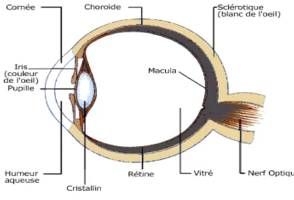 Fig. 1.9 Anatomie de l’œil