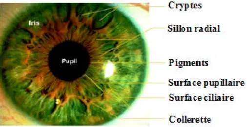 Fig. 1.11 Composition d’un oeil humain : partie parfaitement annulaire de l’iris dans l’oeil