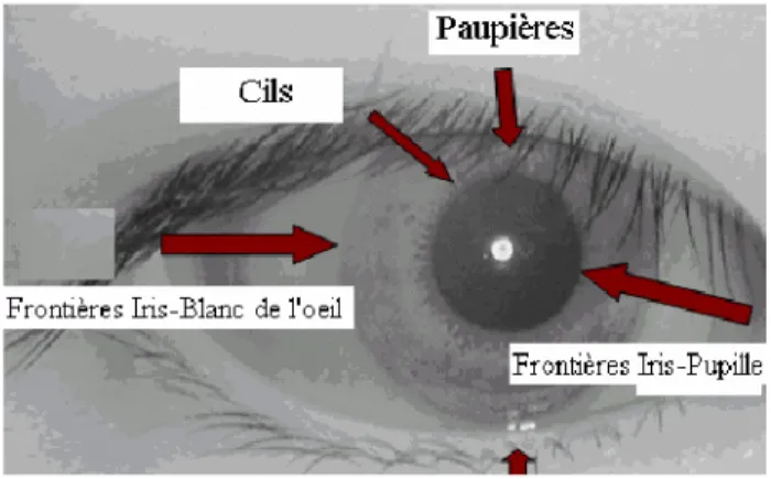 Fig. 2.5 Une image d’iris avec les différentes parties à détecter