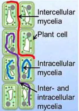 Figure 1: Different localization patterns of fungal endophytes within plant tissues (Kusari and Spiteller, 2012) 