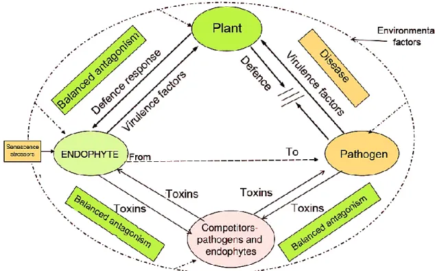 Figure 3: Paradigm of balanced antagonism as suggested by Schulz et al. (2015) 