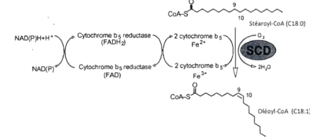 Figure 1.1  : Mécanisme d'action de la  delta-9 désaturase. 
