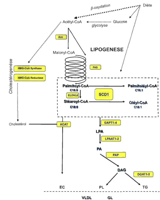 Figure 1.2  : Situation de SeD! une enzyme clé du métabolisme des lipides. 