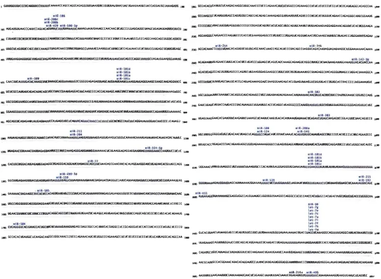 Figure  1.9  :  Analyse  des  sites  potentiels  de  fixation  de  miRNA  sur  l'ADNe  du  gène  humain hSCD 1