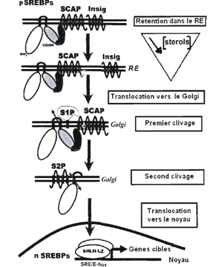 Figure 1.10  : Activation des  précurseurs pSREBPs inactifs en  nSREBPs. 
