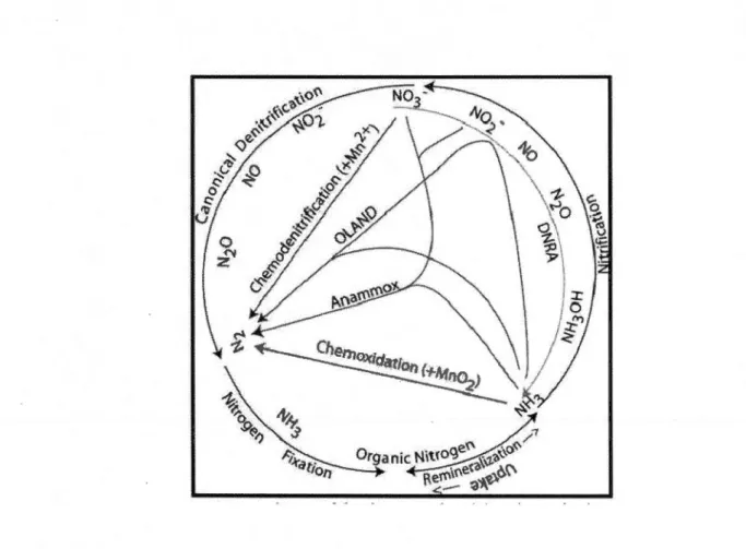 Figure 1.1.  Conceptua1 diagram of the nitrogen cycle (from  Brandes et al.  2007) . 
