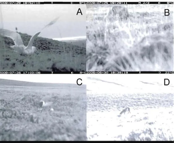 Figure  1.3  Photos  of confinned  predators  of artificial  nests,  glaucous  gull  (A),  arctic  fox  (3)  and  long-tailed jaeger (C),  taken  at  5  m,  and  a  photo  of the  only  confirmed  predator  of real  nests,  arctic fox  (D),  taken  at  15 
