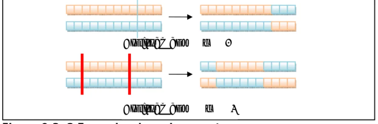 Figure  0:3: 2 Exemples de croissement. 