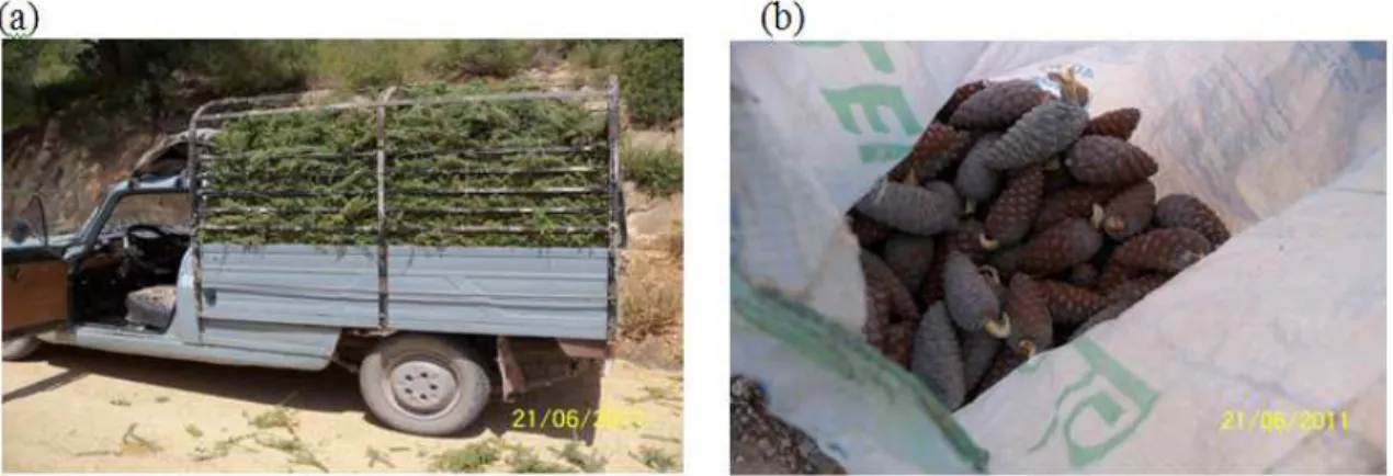 Figure 2. Cas d’utilisation de la forêt par l'homme à Bou-Taleb. (a) Récolte du romarin,  (b) Récolte des cônes de pins 