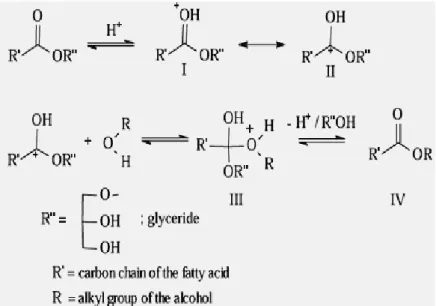Figure II.10: mécanisme réactionnel de la transestérification d’une huile végétale catalysée  par un acide
