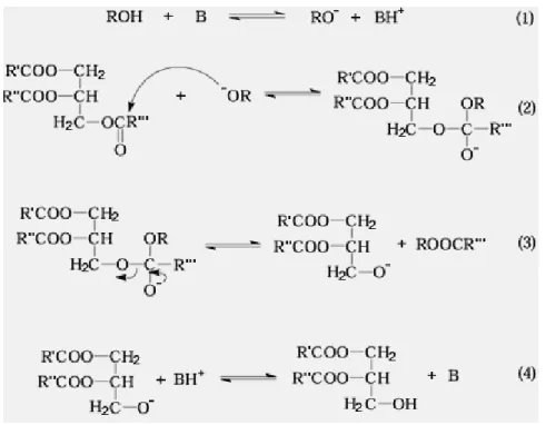 Figure II.11 : mécanisme réactionnel de la transestérification d’une huile végétale catalysée  par une base