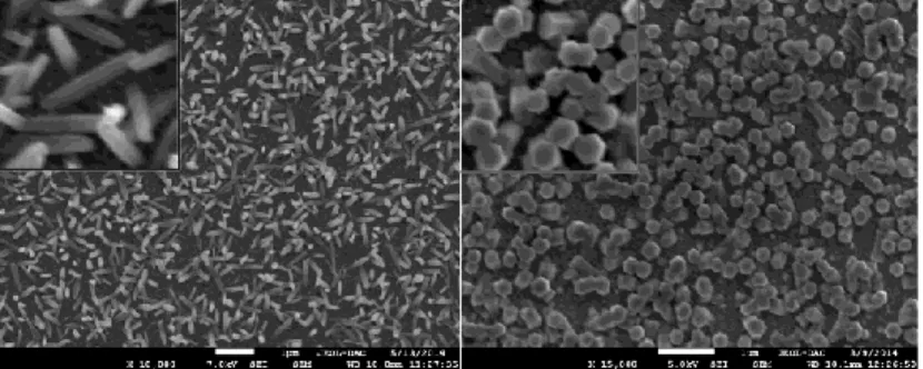 Figure 1: FE-SEM images showing two morphologies of the nanostructures depend on the [Cl - ]