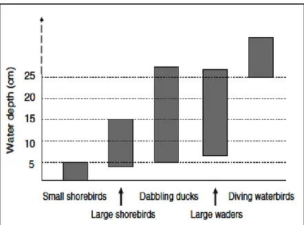 Figure 10 : Variation des profondeurs de l’eau et les groups d’oiseaux aquatiques  associés (ZHIJUN et al., 2010) 