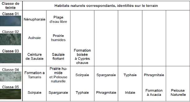 Tableau 3 : Identification des habitats naturels du lac Tonga sur le terrain selon  les zones isophénes (SAÏFOUNI et BELLATRECHE, 2014)