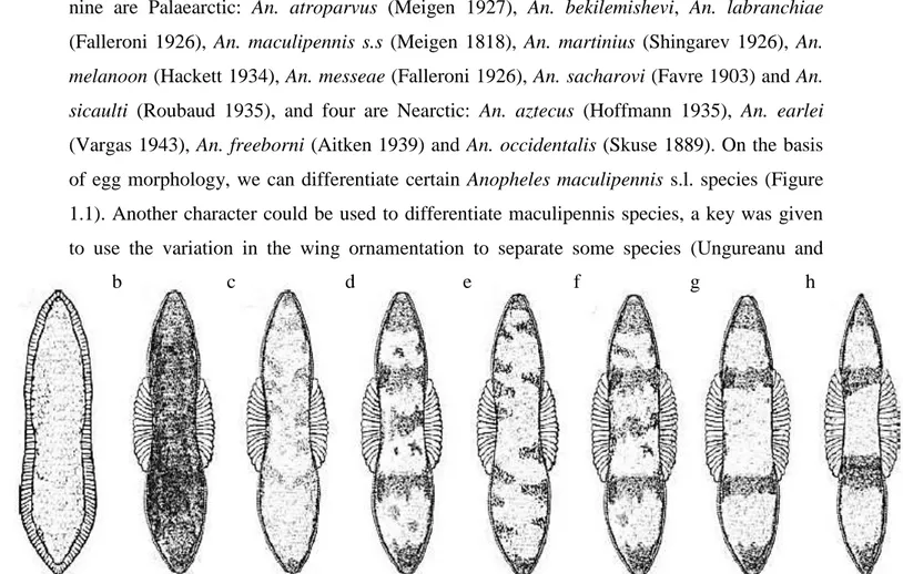 Figure  1.1.  Eggs of  Anopheles maculipennis complex:  a.  An. sacharovi, b.  An.  melanoon,  c