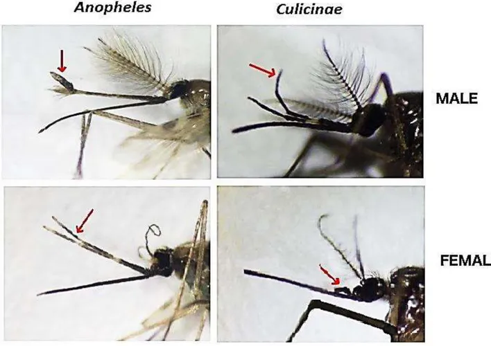 Figure 1.10. Head of male and female Anopheles and Culicinae adults (Gunay et al., 2018) 