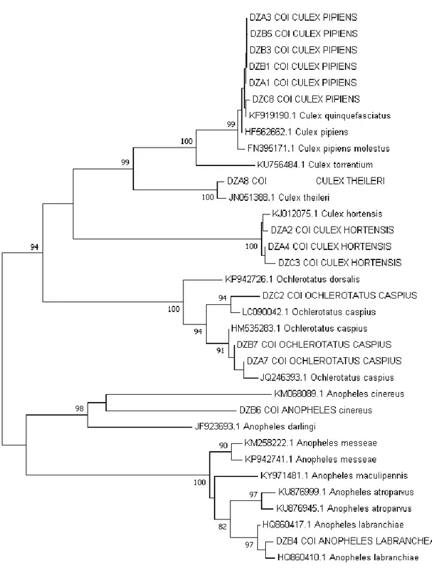 Figure  3.1.  Phylogenetic  tree  represents  the  evolutionary  relationship  among  the  sampled  species and sequences from Genbank