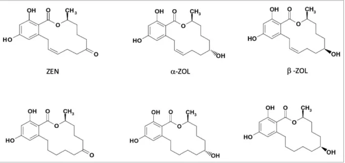 Figure 07. Chemical structures of zearalenone (ZN/ZEA/ZON) and its modified forms  (α-zearalenol (α-ZEL/α-ZN/α-ZOL), -zearalenol (-ZEL/-ZN/-ZOL), zearalanone (ZAN) 