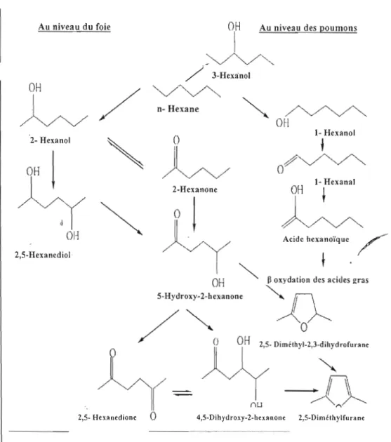 Figure 1.1 Voies métaboliques de )'hexane USEPA  (2005b) 