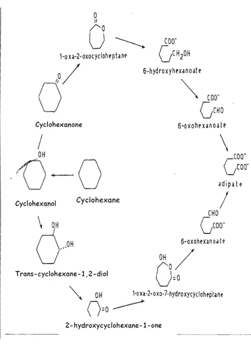 Figure  1.  3  Voies métaboliques du cyclohexane. Tiré de  Perbellini.L et Brugnone.f