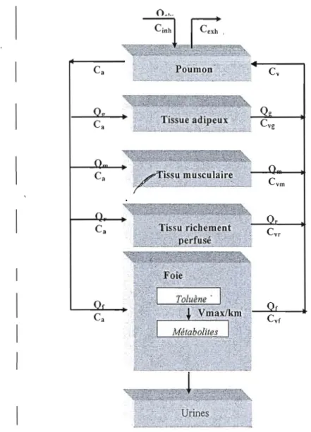 Figure  1.  5  Représentation conceptuelle du  modèle PBPK pour  la distribution du TOL :dans  le  corps  tiré de  Xiaozhong et  al  (1989)