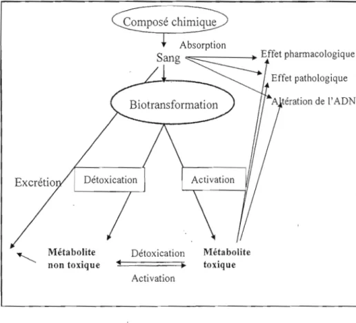 Figure  1.  6  Représentation  schématique de  la disposition  du  toxique  et de  son  effet  chimique (Klaaseen 2001) 