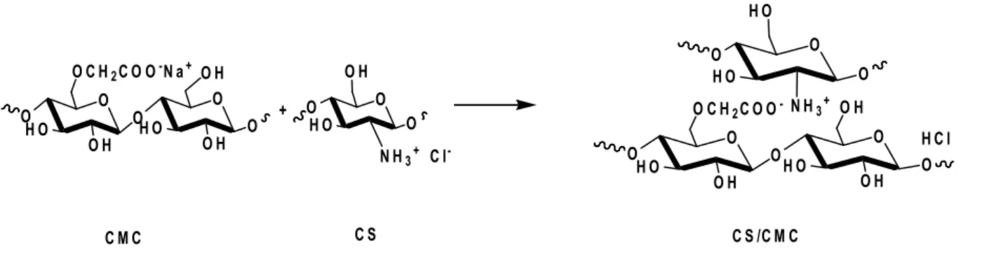 Fig. III.11. Interactions physiques entre le chitosane et la carboxyméthylcellulose.    