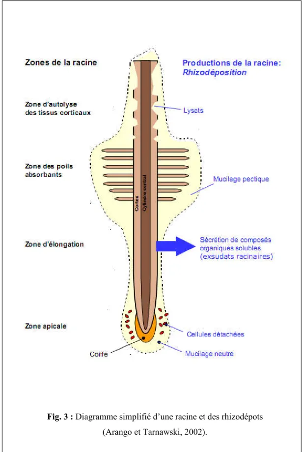 Fig. 3 : Diagramme simplifié d’une racine et des rhizodépots  (Arango et Tarnawski, 2002)