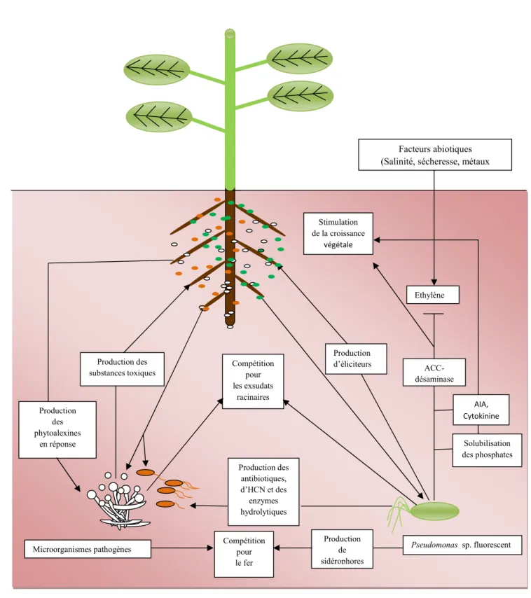 Fig. 4 : Interactions entre   les Pseudomonas spp. fluorescents, les microorganismes pathogènes et  les cellules racinaires