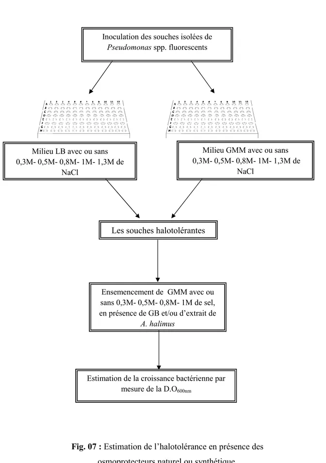 Fig. 07 : Estimation de l’halotolérance en présence des  osmoprotecteurs naturel ou synthétique