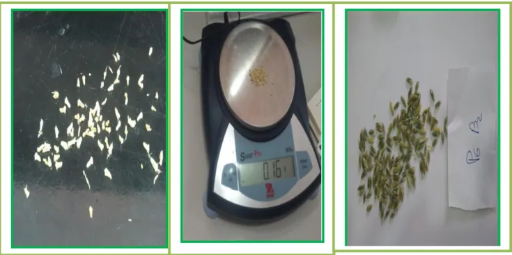 Figure 11.  Les étapes de pesée des grains au cours du remplissage des grains (Laboratoire CNCC, Sétif)