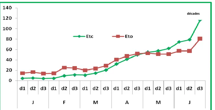 Figure 15. Valeurs décadaires de l’ETo (mm) et de l’ETc estimées par Cropwat. 