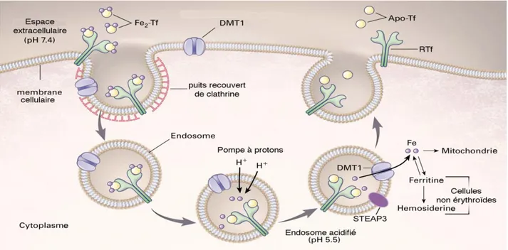 Figure 2. Endocytose du fer lié à la Tf par RTf 