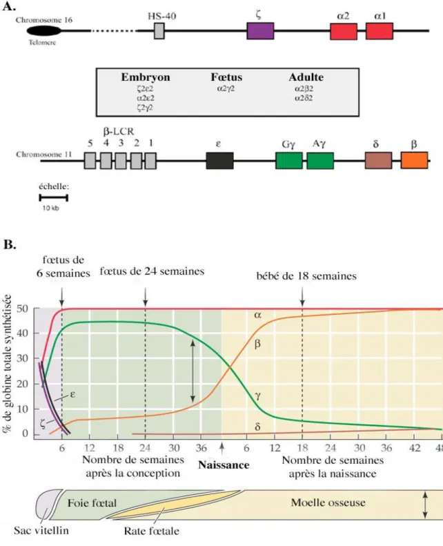 Figure 5. Synthèse des chaînes de globine [25] 