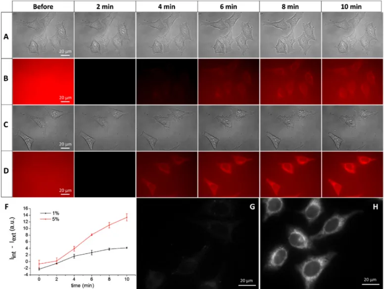 Fig. 2. Release of dye molecules in vitro. Brightﬁeld (A and C) and ﬂuorescence (B and D) images of Hela cells in the presence of nanocarrier loaded with at 1% (A, B) or 5% (C, D) of NR668