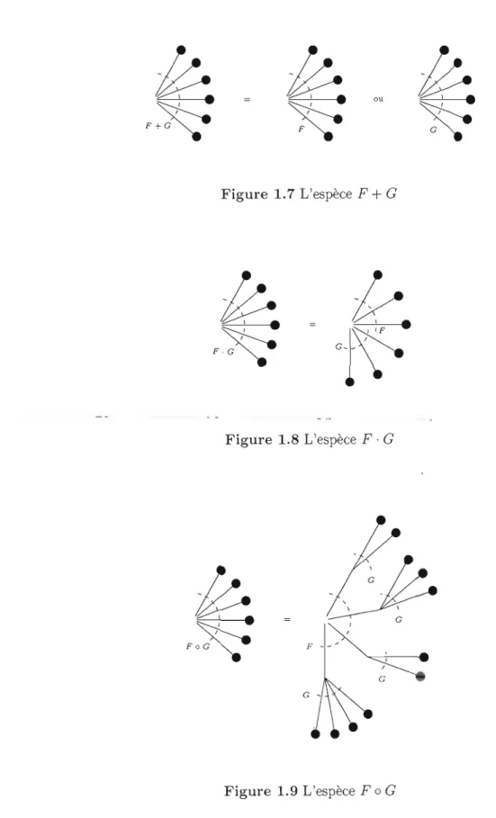 Figure  1. 7  L'espèce  F  +  G 