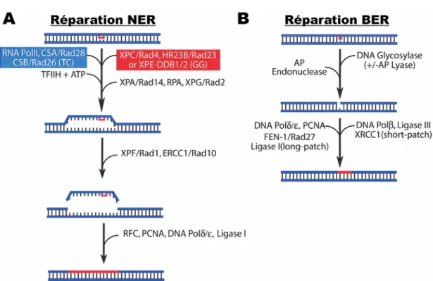 Figure 1: Les deux principaux mécanismes de réparation des bris mineurs de l’ADN.  (Modifié de  (Peterson and Cote, 2004)) 