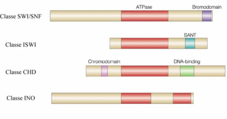 Figure 8: Structure des quatre classes de facteurs de remodelage de la chromatine dépendant le l'ATP