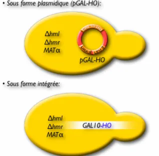 Figure 14: Les deux possibilités pour introduire le gène codant  l’endonucléase HO dans les levures ∆hmr/∆hml