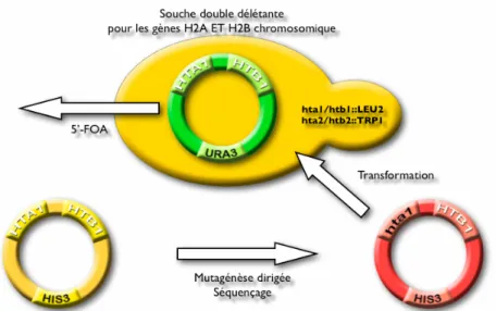 Figure 15: Étapes de construction de souches mutantes pour un résidu  phosphorylable en région C-terminale de l’histone H2A