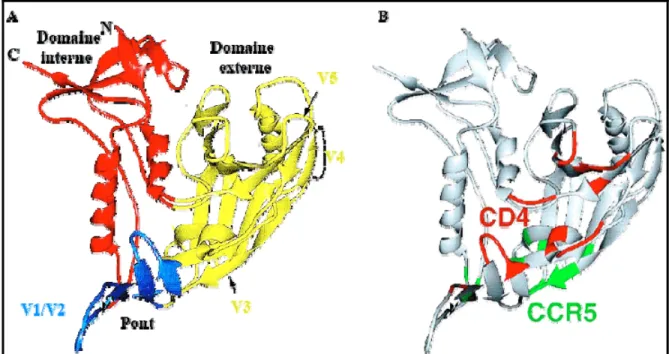 Figure 4. La gp120. A) Structure; B) Domaine liant le CD4 et le corécepteur (CCR5) 