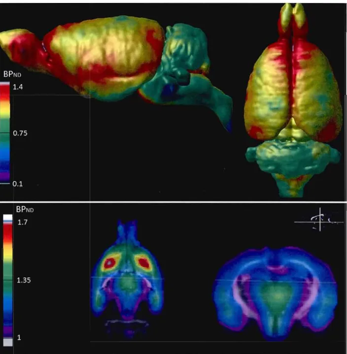 Figure 2:  Average  [18 F]FEüBV BP ND  maps  in  7 young normal  rats.  Images projected  on the brain surfaces (top)  and  transectional volumes (bottom)