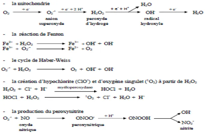 Figure 11. Différentes voies de la genèse des espèces réactives de l’oxygène et de l’azote dans  l’organisme (Sekli-Belaidi, 2011)