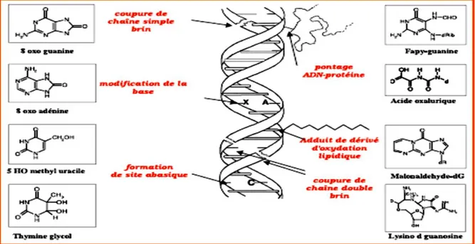 Figure  14.    Lésions  de  l’ADN  formées  par  attaque  radicalaire  du  patrimoine  génétique  des  cellules (Favier, 2003)