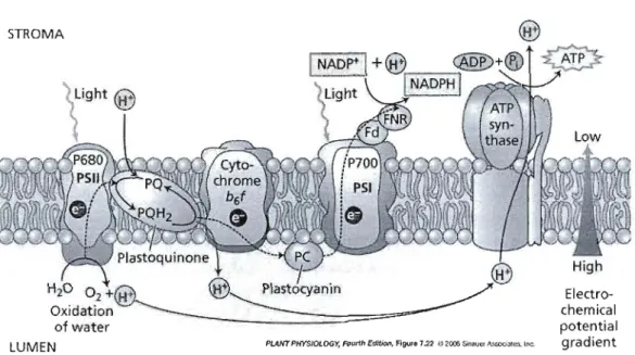 Figure  1.\  Schéma  illustrant  la  structure  de  l'appareil  photosynthétique  et  du  transport  des  électrons