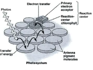 Figure  1.2  Antenne  associée  au  centre  réactionnel  de  la  chaîne  de  transport  des  électrons