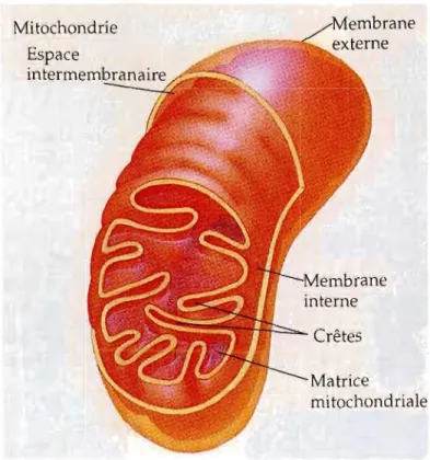 Figure 1.1  Coupe d'une mitochondrie (Tirée  de Campbell,  1995). 